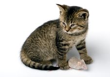 Cat And Mouse Stock Photo
