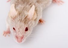 White Mouse Royalty Free Stock Photography