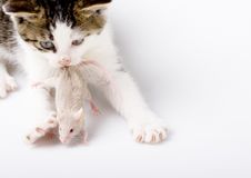 Cat And Mouse Stock Photography