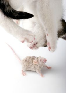Cat And Mouse Stock Photos