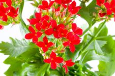 Beautiful Flower Of Kalanchoe Royalty Free Stock Images Beautiful Flower Of Kalanchoe Royalty Free Stock Images
