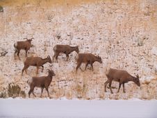 Wild Goats Stock Photo Wild Goats Stock Photo