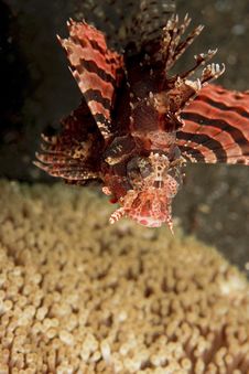 Zebra Lionfish Stock Photography Zebra Lionfish Stock Photography