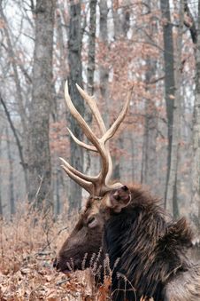 Bull Elk Stock Images