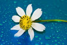 Chamomile With Water Drop Royalty Free Stock Photos Chamomile With Water Drop Royalty Free Stock Photos