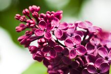 Bunch Of Lilac Flower Stock Photo Bunch Of Lilac Flower Stock Photo