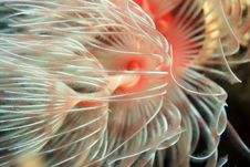 Christmas Tree Worms Stock Photos Christmas Tree Worms Stock Photos