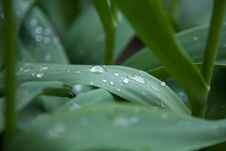 Dew Drops On Tulip Leaves Stock Image