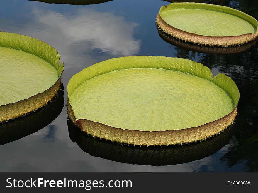 Water-platter in a pond