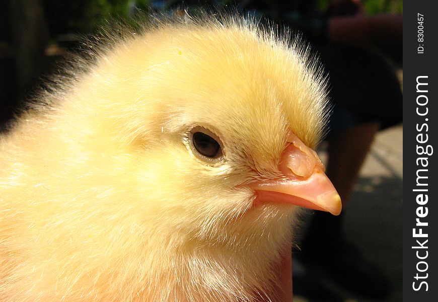 Picture of a cute fluffy chicken, taken at my grandmother's village house