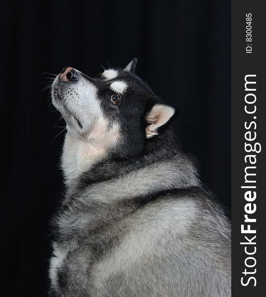 A Husky mixed dog posing in a studio setting.