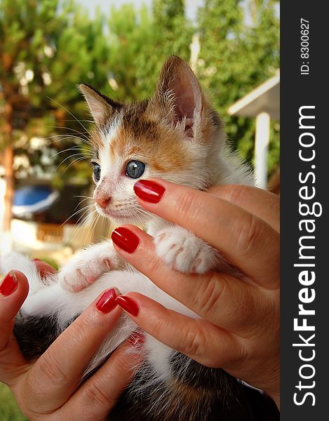 A calico kitten with blue eyes, white whiskers and long hair lifted up by two feminine hands with red nail polish. A little paw rests between two fingers. A calico kitten with blue eyes, white whiskers and long hair lifted up by two feminine hands with red nail polish. A little paw rests between two fingers.