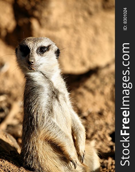 Meerkat Standing up and looking curious
