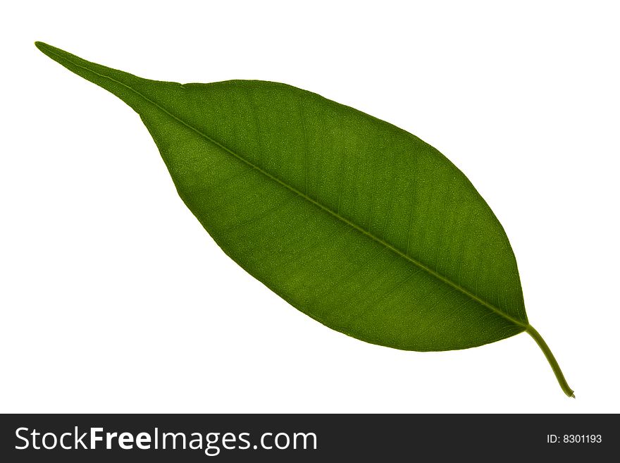 Fresh green leaf isolated on a white