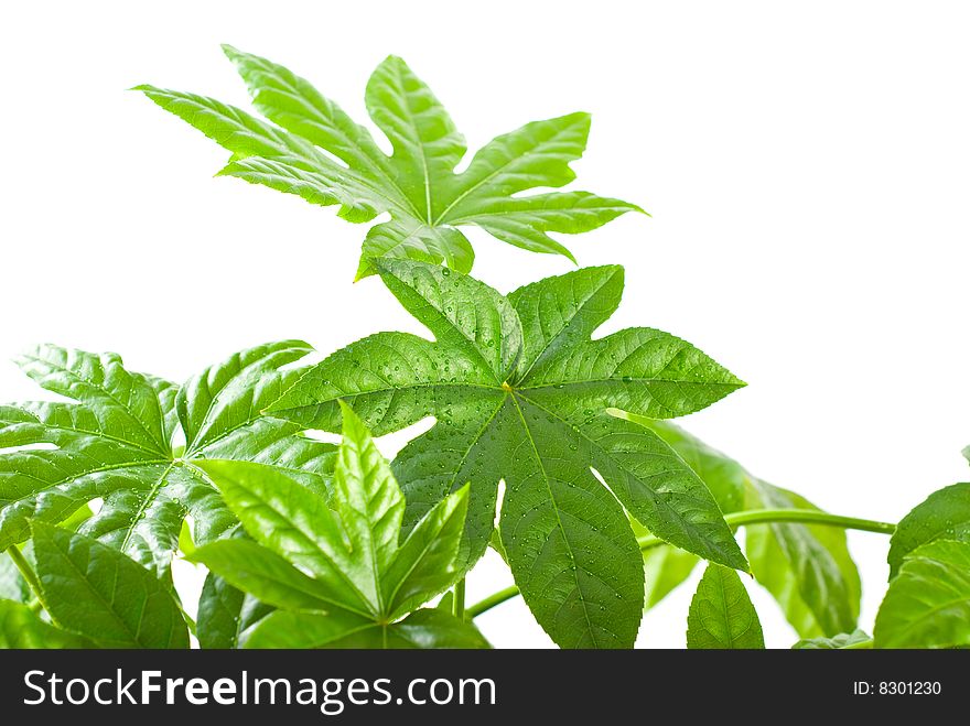 Green plant on white background. Green plant on white background