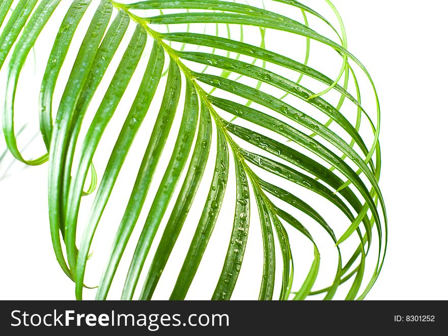 Cycas plant on white background