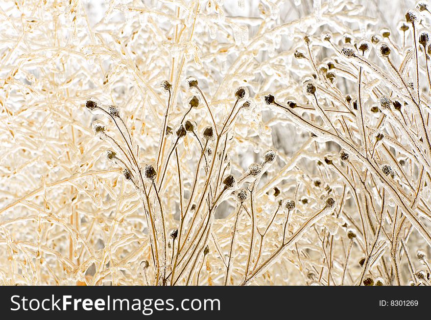 A thick layer of ice covers the stems of flowers in a field. A thick layer of ice covers the stems of flowers in a field.