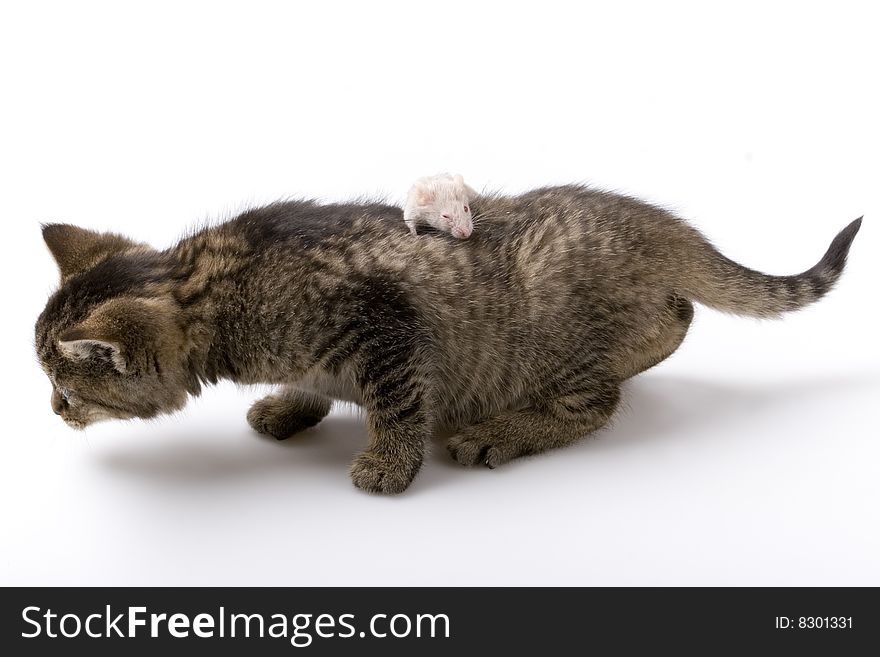 Grey child cute cat and mouse on background. Grey child cute cat and mouse on background