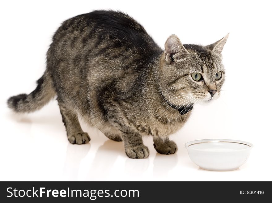 Grey cute cat on white background