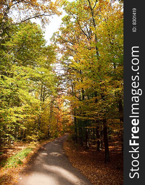 Autumn leafs and trees on the road