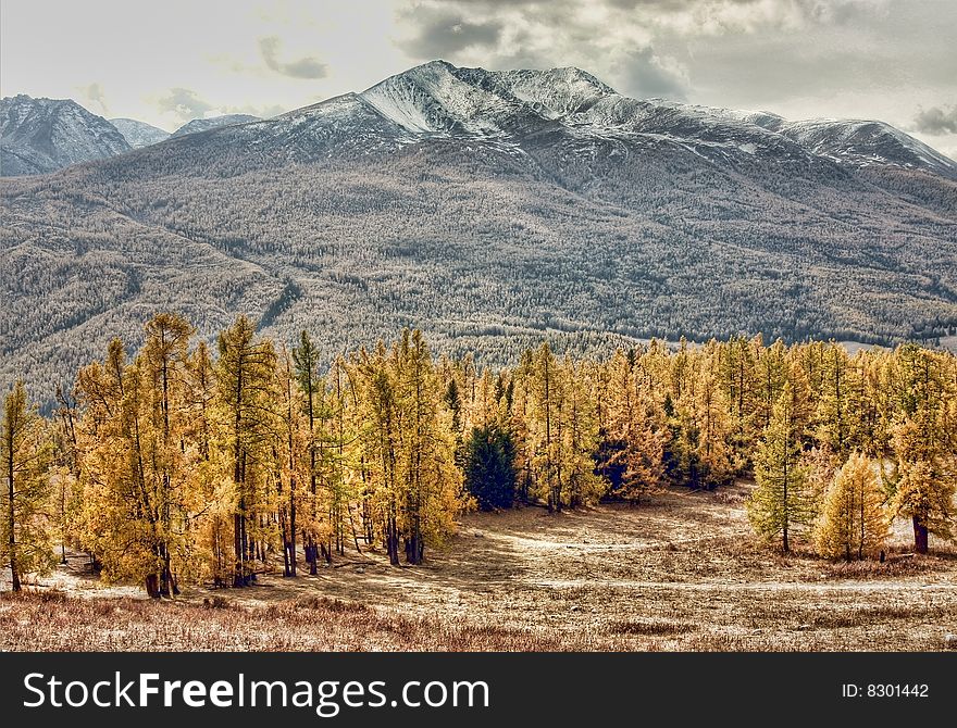 Autumnal forest by Kanas Lake, Xinjiang, China