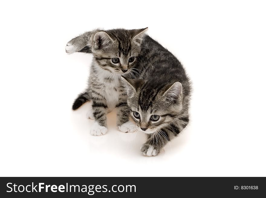 Two small grey cats on white background. Two small grey cats on white background