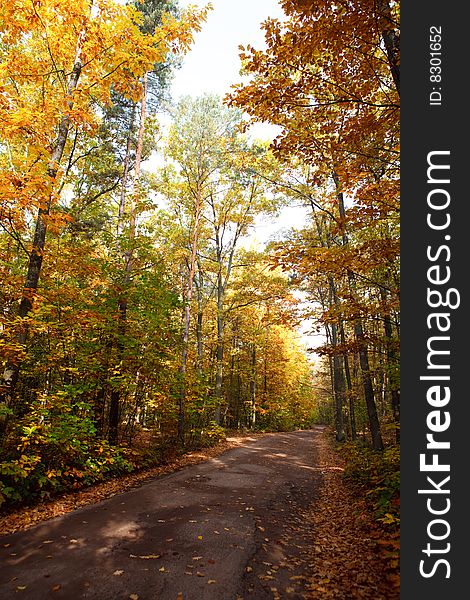 Autumn leafs and trees on the road