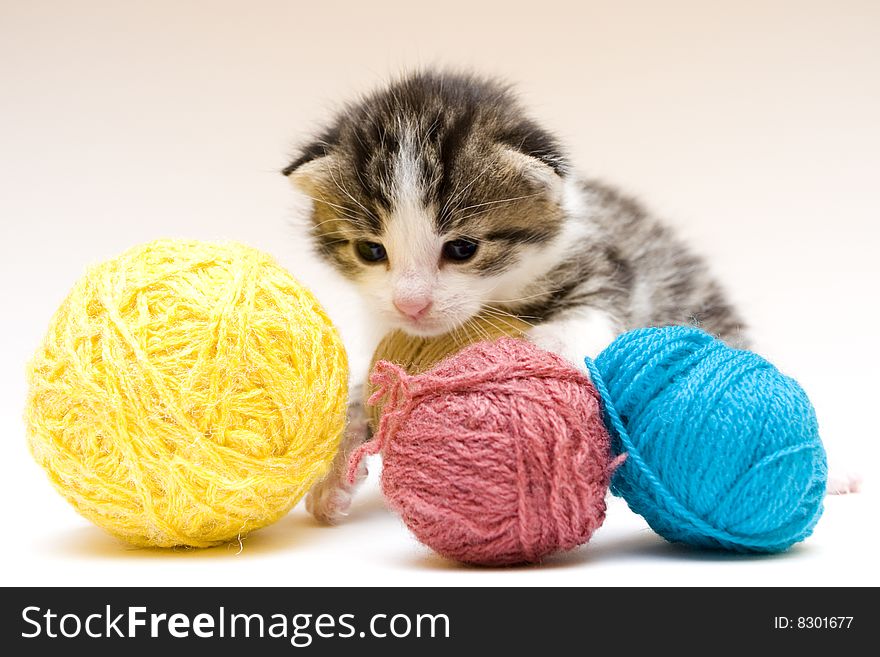 Cute child cat sitting on background. Cute child cat sitting on background