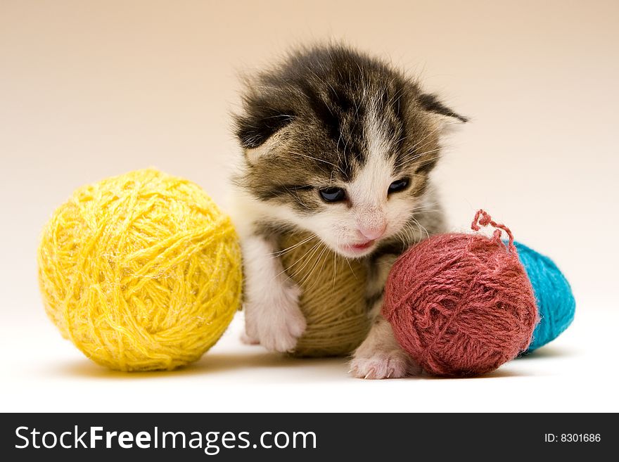 Cute child cat sitting on background. Cute child cat sitting on background