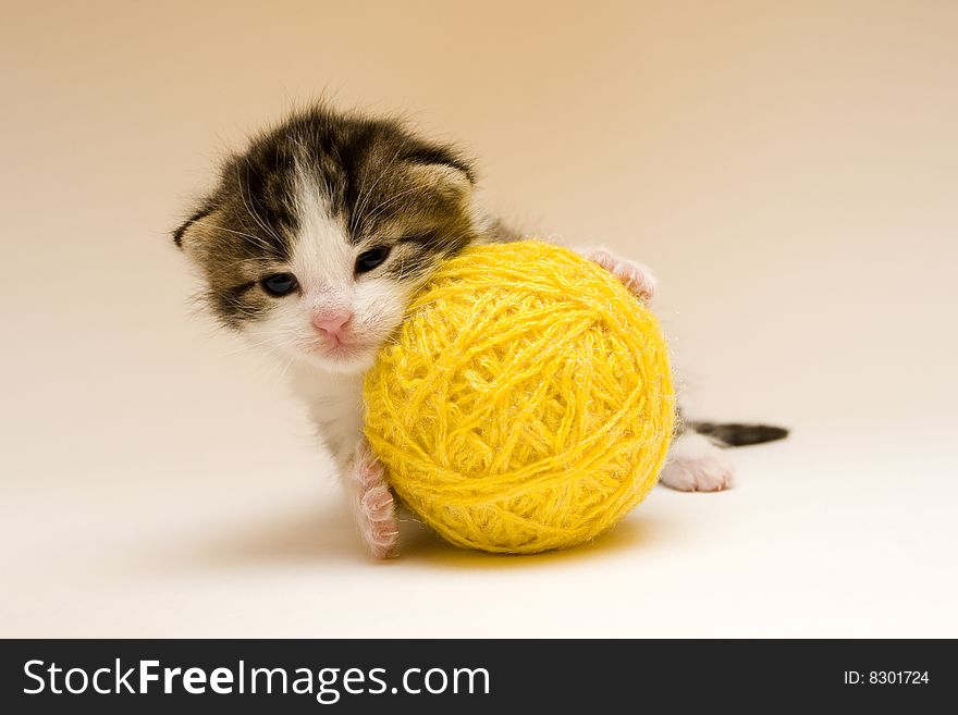 Cute child cat sitting on background. Cute child cat sitting on background