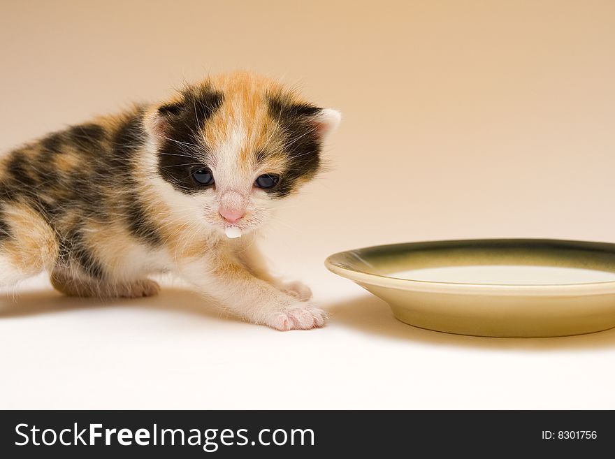 Cute child cat sitting on background. Cute child cat sitting on background