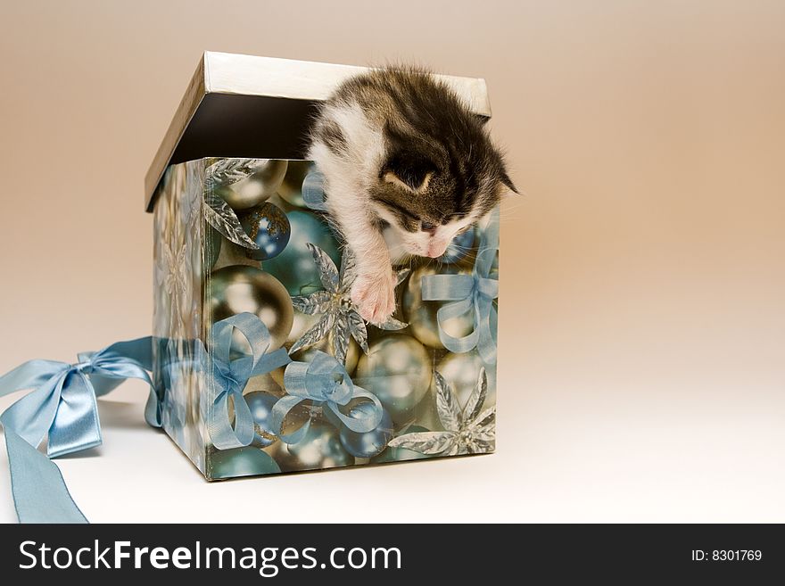 Cute child cat sitting in box. Cute child cat sitting in box