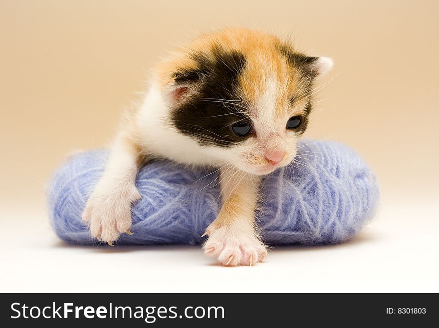 Cute child cat sitting on background. Cute child cat sitting on background