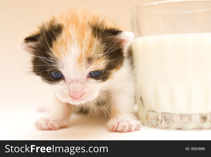 Cute child cat sitting on background. Cute child cat sitting on background