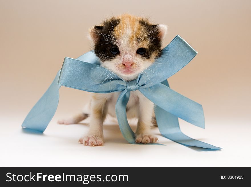 Cute child cat sitting on background. Cute child cat sitting on background