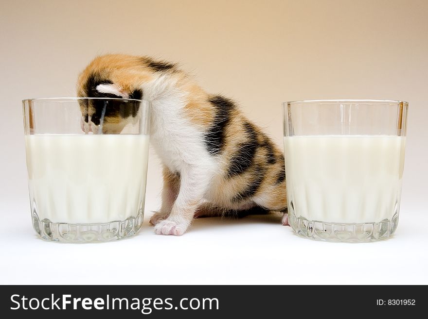 Cute child cat sitting on background. Cute child cat sitting on background