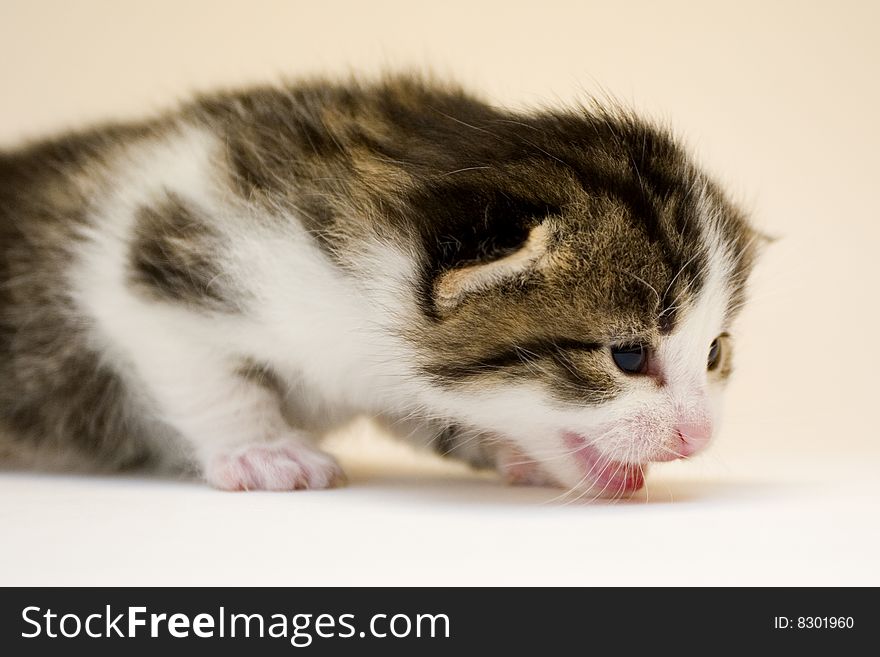 Cute child cat sitting on background. Cute child cat sitting on background