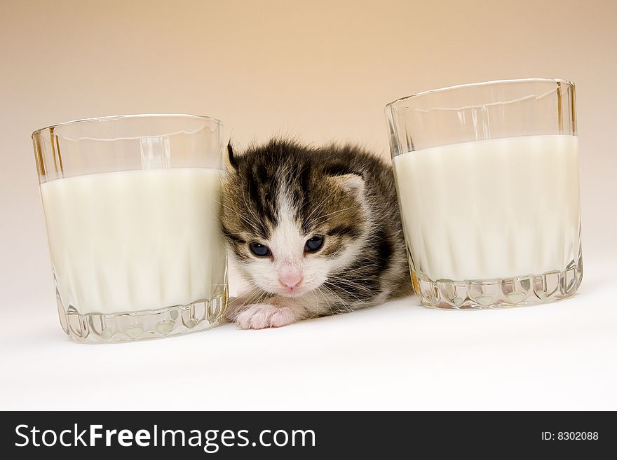 Cute child cat sitting on background. Cute child cat sitting on background