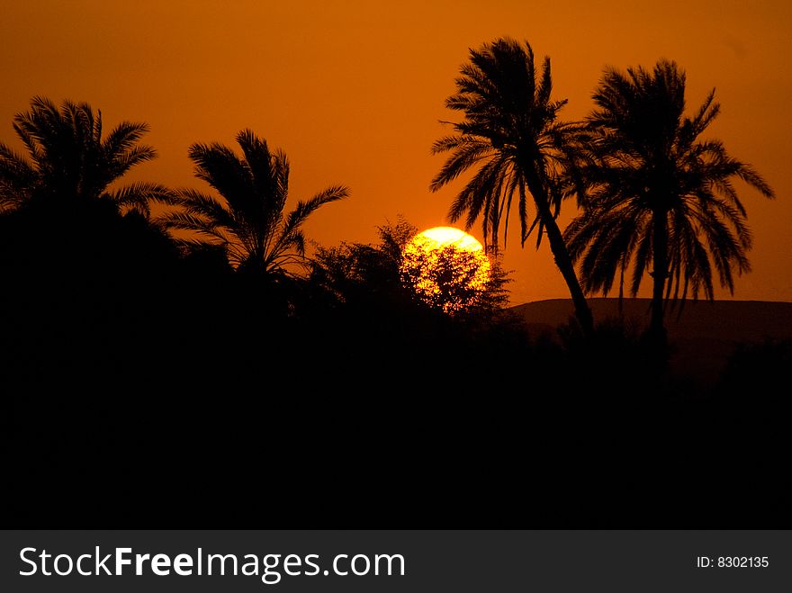 Sunset with Palm Trees on the Nile near Luxor. Sunset with Palm Trees on the Nile near Luxor