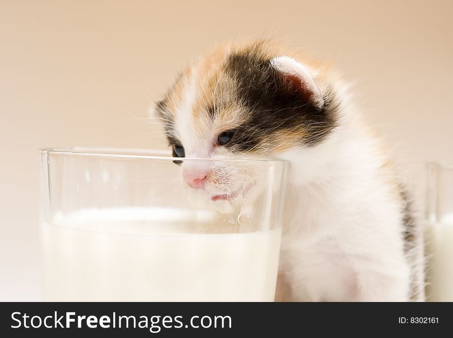 Cute child cat sitting on background. Cute child cat sitting on background