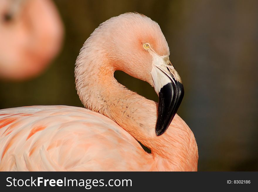Flamingo in South Africa, profile photo.