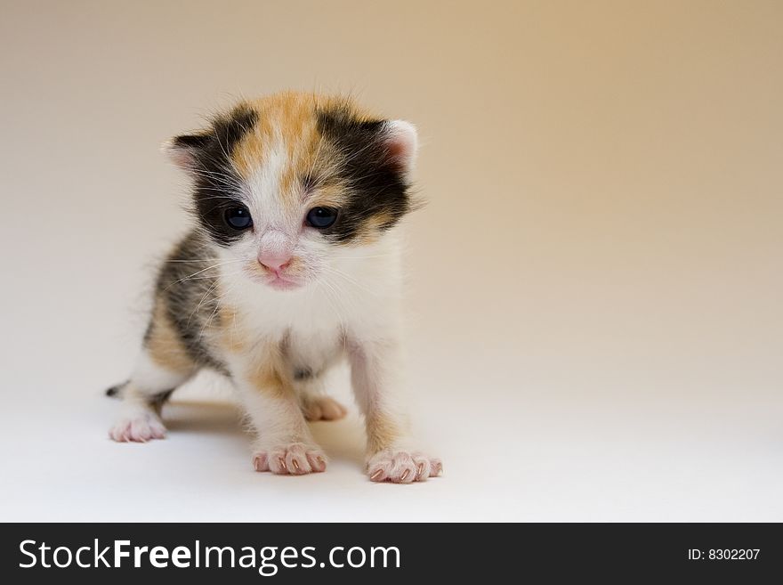 Cute child cat sitting in box. Cute child cat sitting in box