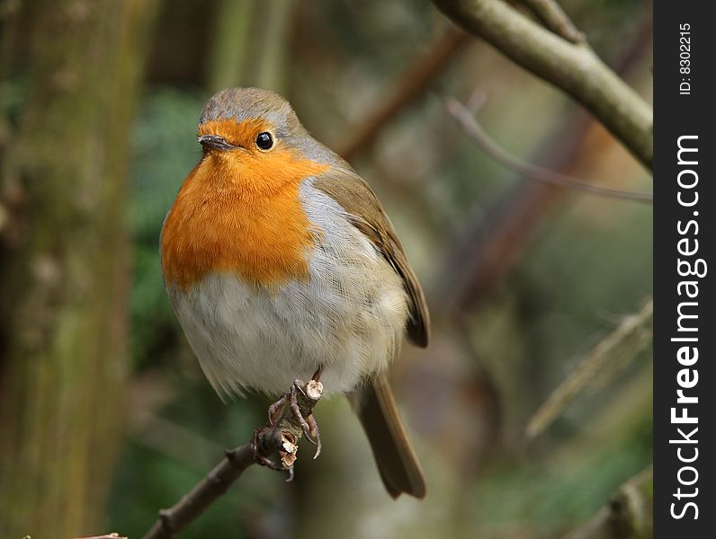 Portrait of a male Robin