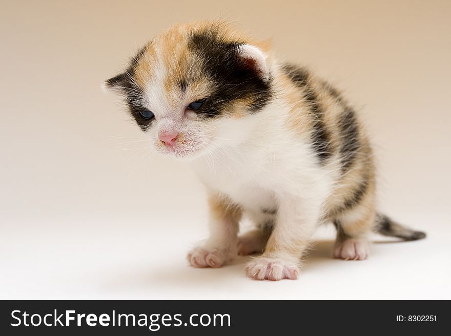 Cute child cat sitting on background. Cute child cat sitting on background