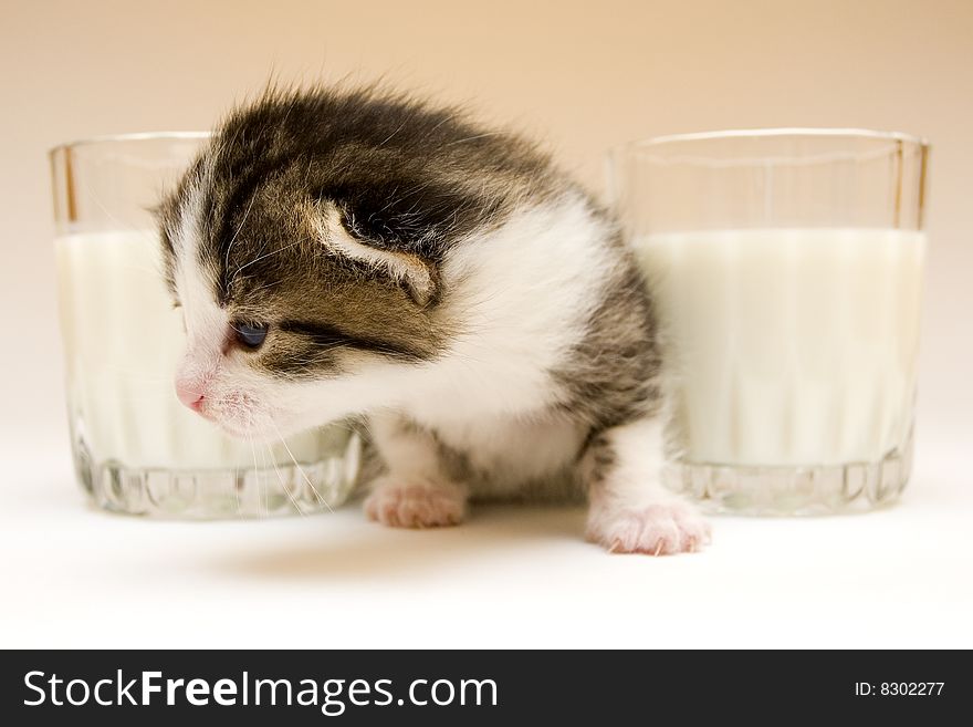 Cute child cat sitting on background. Cute child cat sitting on background