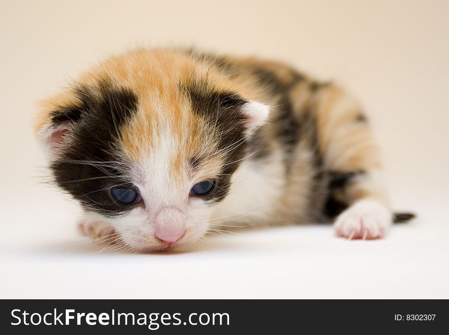 Cute child cat sitting on background. Cute child cat sitting on background