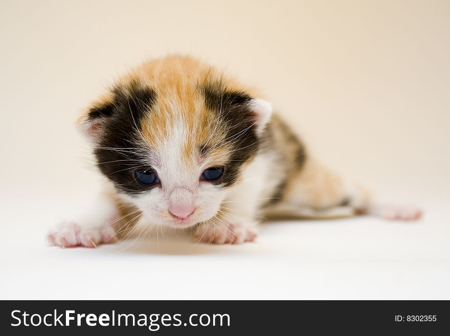 Cute child cat sitting on background. Cute child cat sitting on background