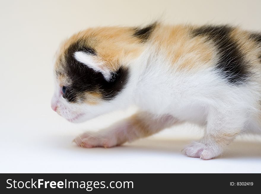 Cute child cat sitting on background. Cute child cat sitting on background