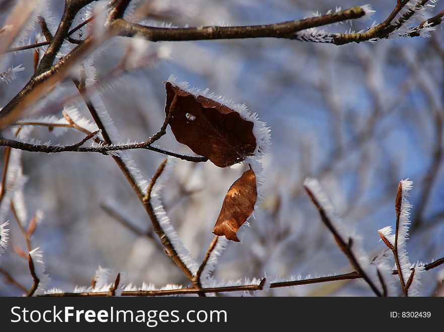 Image of two frosty leaves.
