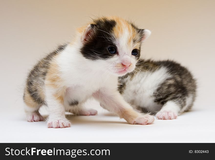 Cute child cats sitting on background. Cute child cats sitting on background